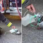 Vídeo: pombo surpreende ao buscar ajuda de bombeiros e aceitar máscara de oxigênio