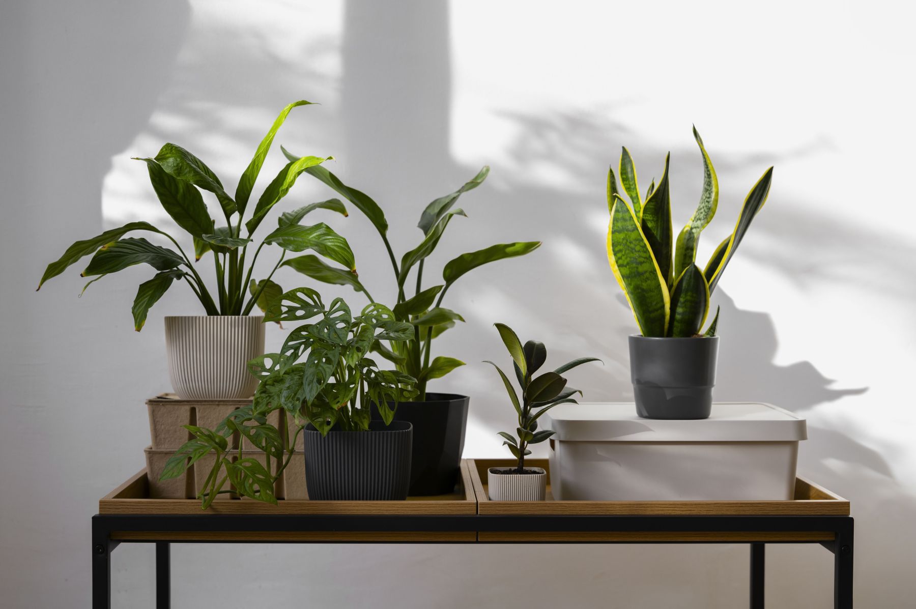 Essas plantas são verdadeiros tesouros da decoração e transformam qualquer cantinho da casa