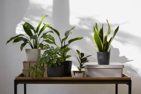 Plantas ajudam a decorar e perfumar o ambiente
