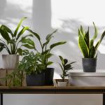 Essas plantas são verdadeiros tesouros da decoração e transformam qualquer cantinho da casa