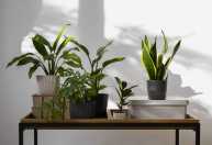 Essas plantas são verdadeiros tesouros da decoração e transformam qualquer cantinho da casa