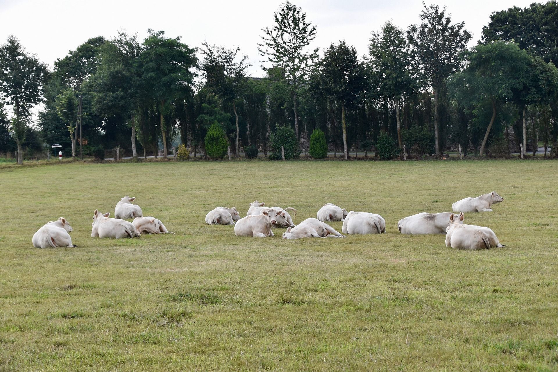 Vacas são eletrocutadas em Santa Catarina após raio romper cabo de alta tensão