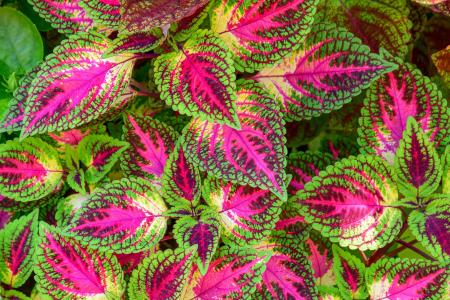 Coleus • Freepik