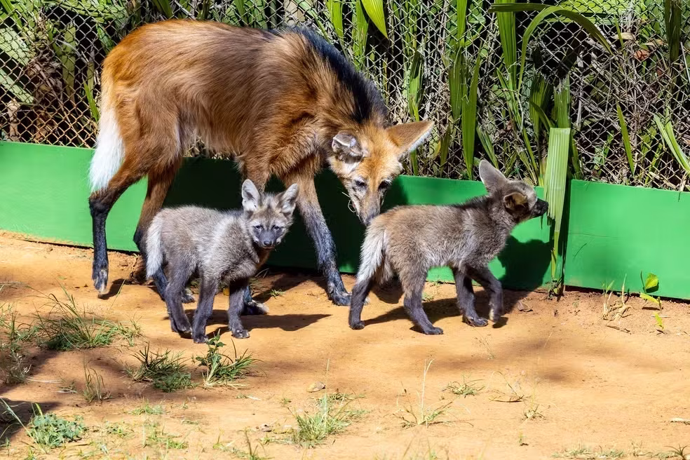 Alerta de fofura! Filhotes de lobo-guará fazem estreia no Zoológico de São Paulo