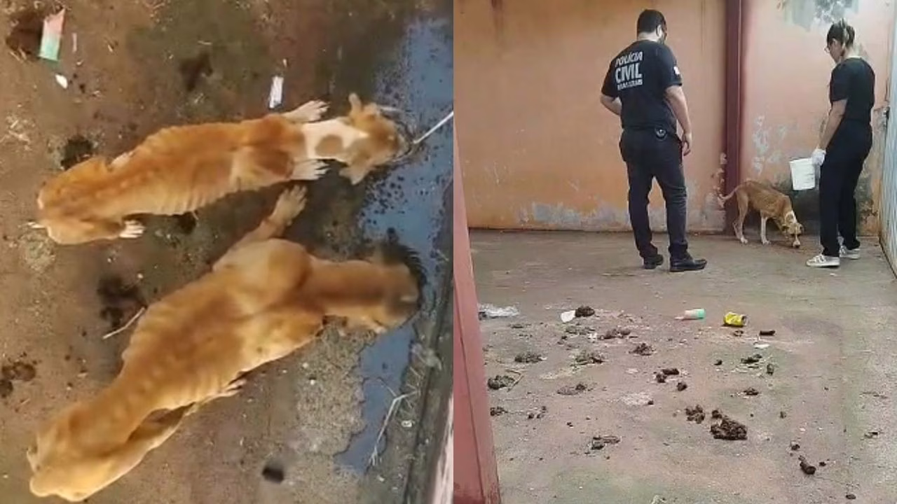 cachorros maus tratos mg
