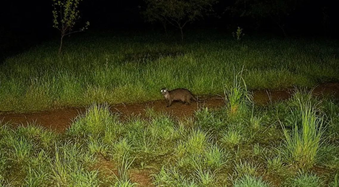Animal desaparecido há décadas regressa à Serra de Sintra, em Portugal
