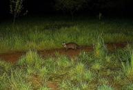 Animal desaparecido há décadas regressa à Serra de Sintra, em Portugal