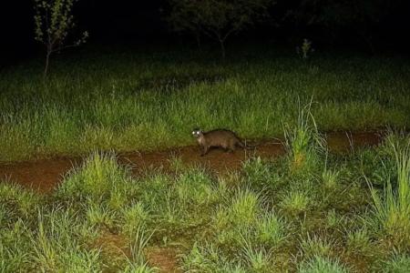 Animal desaparecido há décadas regressa à Serra de Sintra, em Portugal