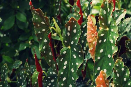 Begonia maculata • Pexels
