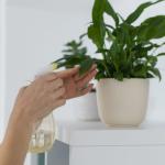 As cinco melhores plantas para cultivar no banheiro e lavabo