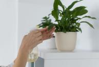 As cinco melhores plantas para cultivar no banheiro e lavabo