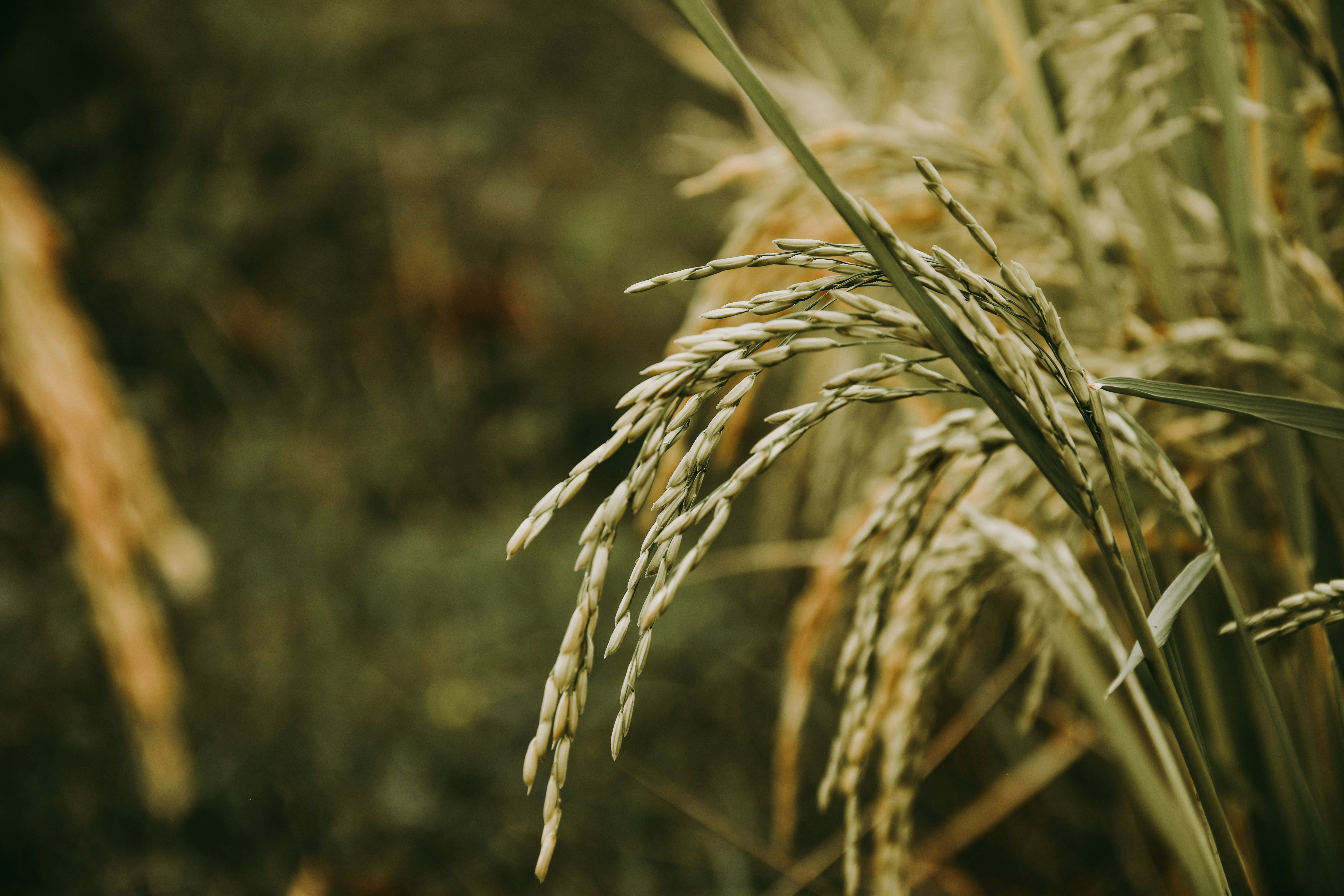 Oferta restrita sustenta preços do arroz, mas rentabilidade segue pressionada