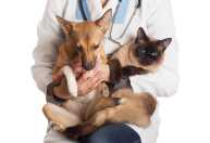 Castramóvel oferece castração gratuita para cães e gatos em Congonhas