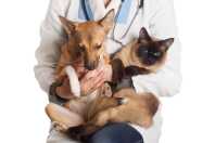 Castramóvel oferece castração gratuita para cães e gatos em Congonhas
