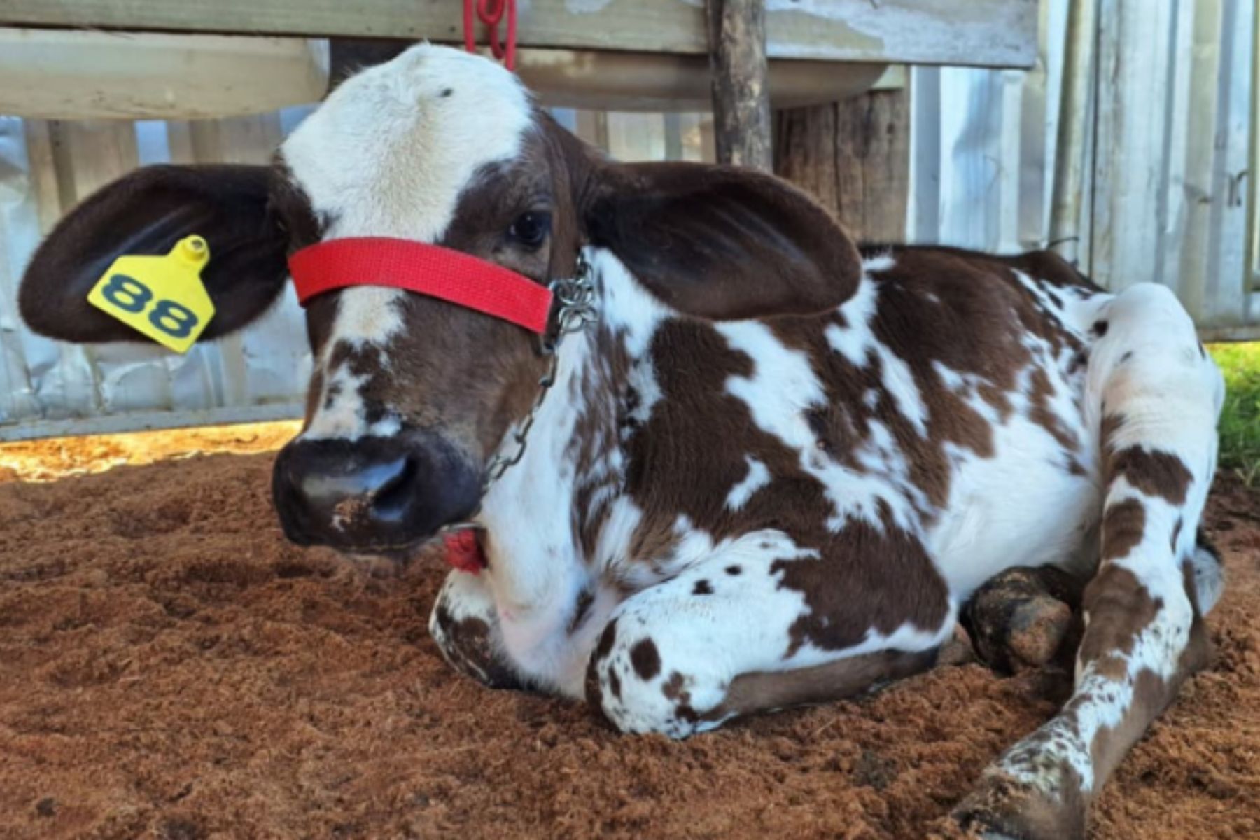 Humaitá sedia 34º Torneio Leiteiro e 5ª ExpoAgro até domingo (19)