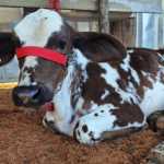 Humaitá sedia 34º Torneio Leiteiro e 5ª ExpoAgro até domingo (19)