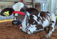 Humaitá sedia 34º Torneio Leiteiro e 5ª ExpoAgro até domingo (19)