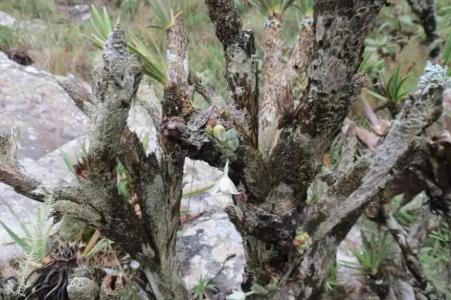 Constantia cipoensis, planta endêmica da Serra do Cipó • Divulgação/ Luis Bar
