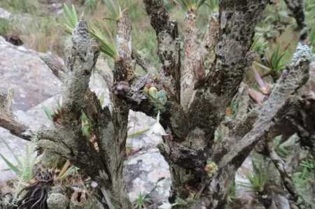 Constantia cipoensis, planta endêmica da Serra do Cipó • Divulgação/ Luis Bar