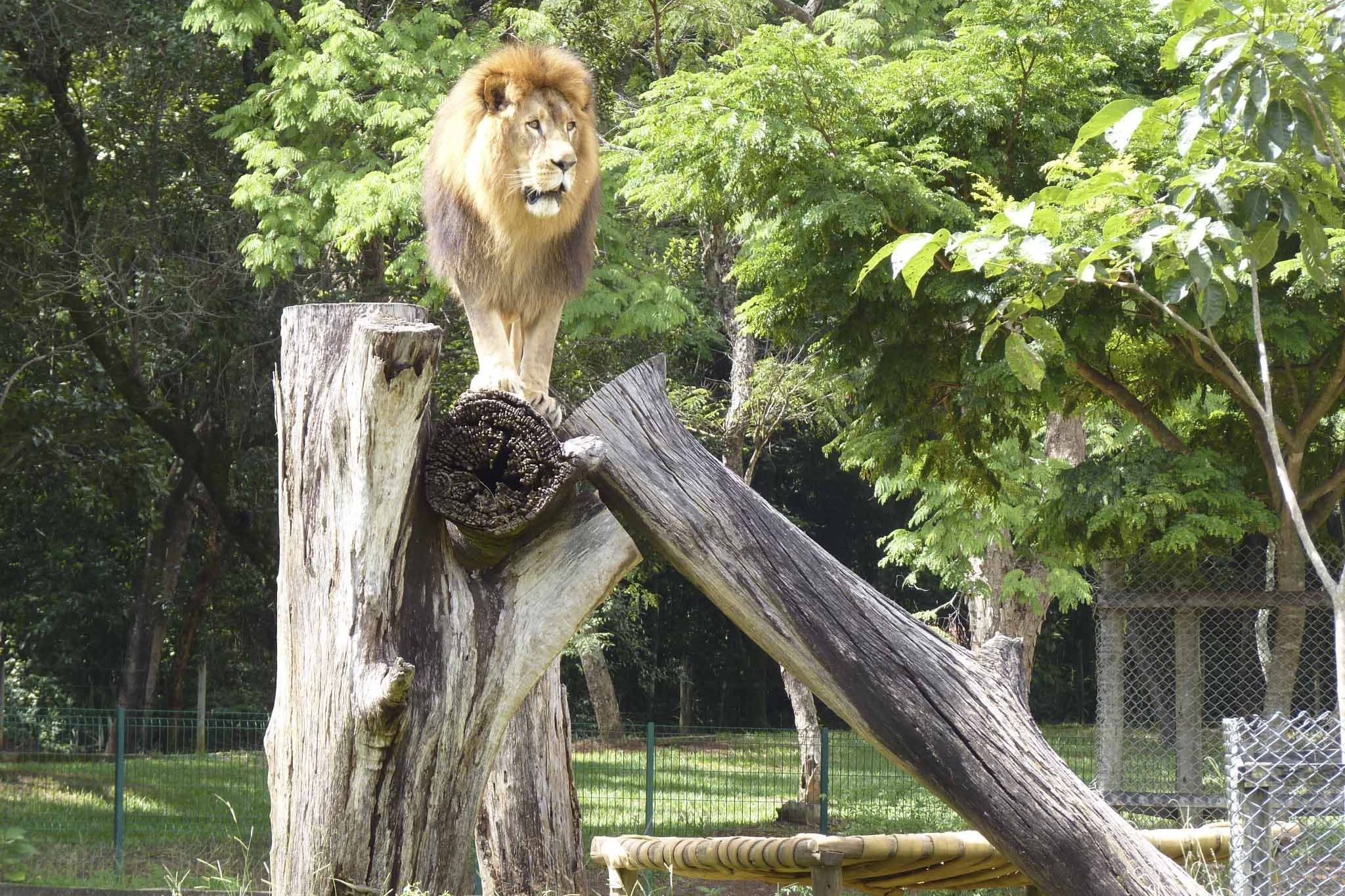 Zoológico de BH passa a vender ingressos pela internet e promete reduzir filas