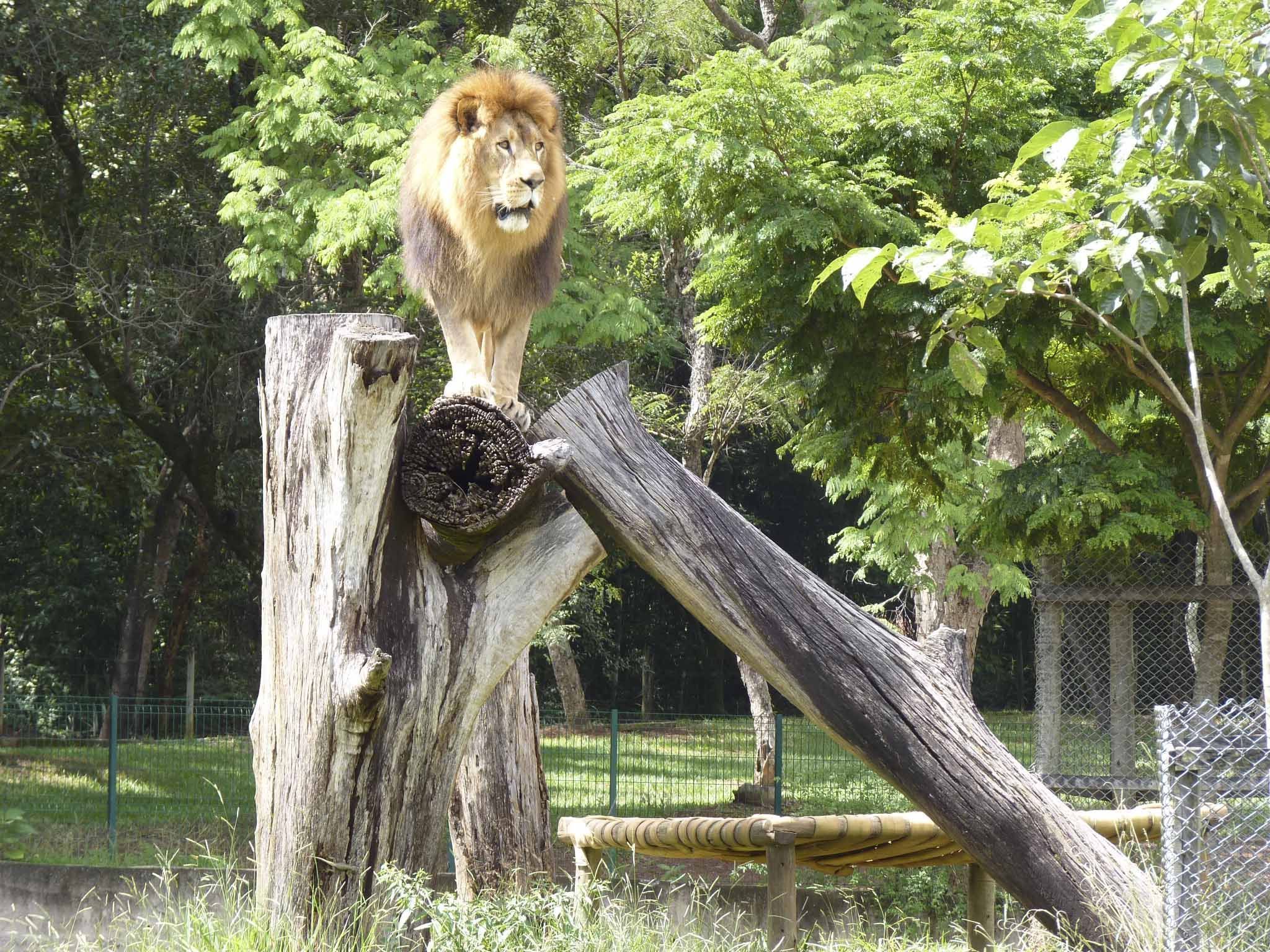 Parques e Zoológico de BH terão programação especial nas férias de julho; veja as atrações