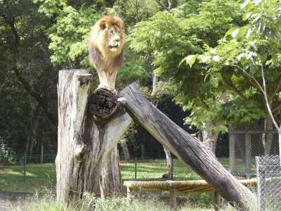 Zoológico de BH