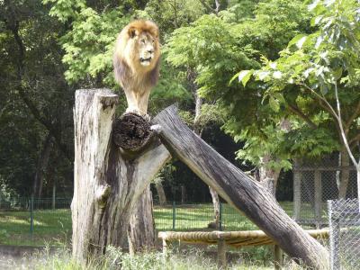 Zoológico de BH