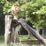 Parques e Zoológico de BH terão programação especial nas férias de julho; veja as atrações