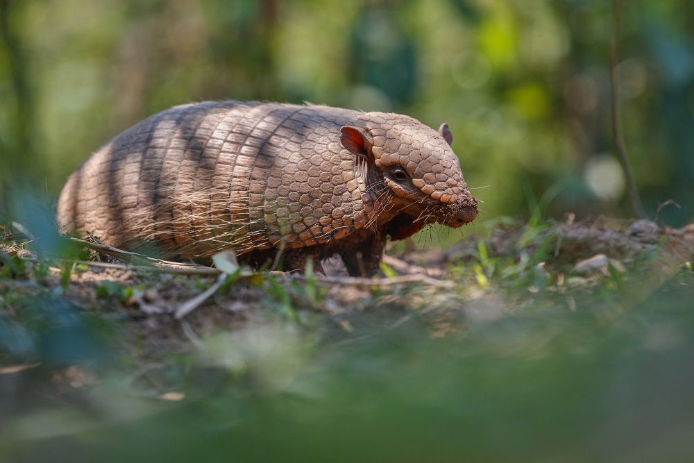 Brasil tem quase 800 espécies de animais ameaçadas de extinção; lista cresceu
