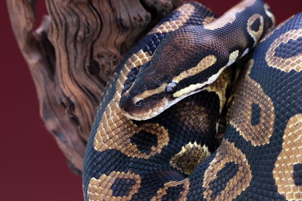 Cobra de 4,5 metros é curada de câncer em tratamento inédito no mundo