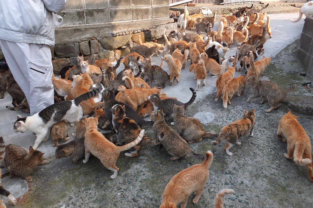 A ilha do Japão onde os gatos são maioria: restam poucos humanos para cuidar deles