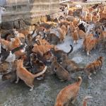 A ilha do Japão onde os gatos são maioria: restam poucos humanos para cuidar deles