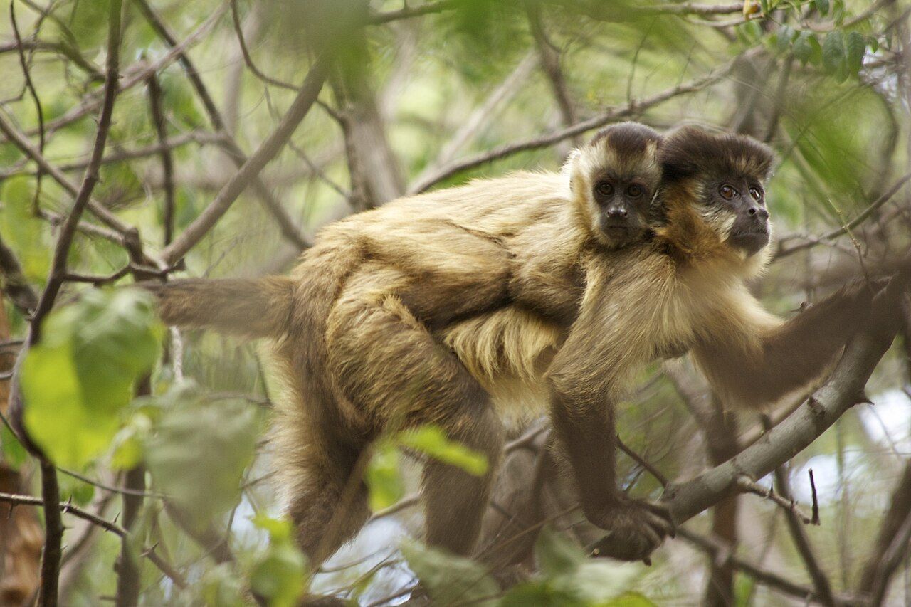 Macacos podem criar laços com outros animais como se fossem pets, aponta estudo