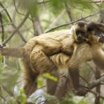 Macacos podem criar laços com outros animais como se fossem pets, aponta estudo