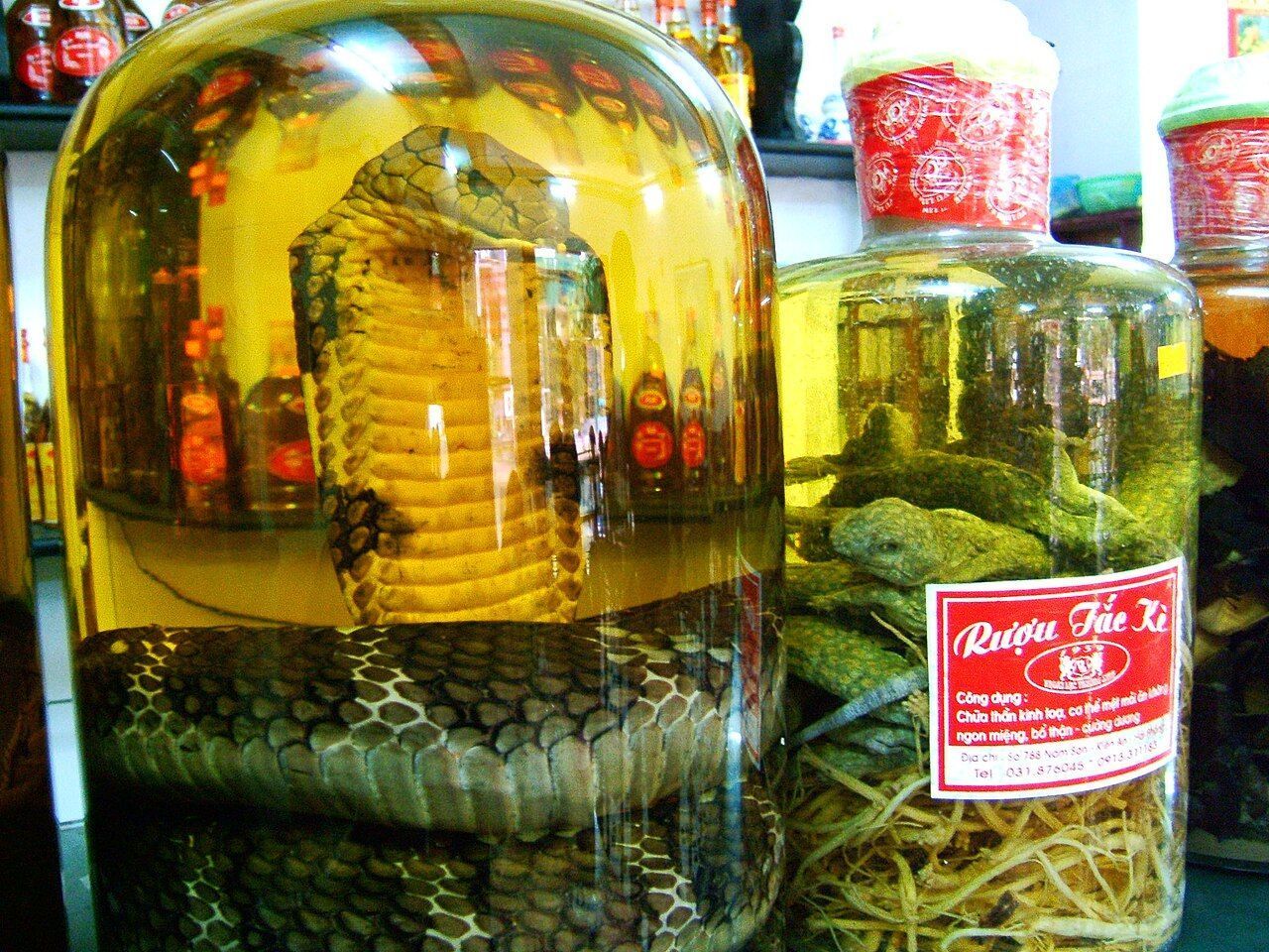 'Vinho de cobra': bebida milenar com serpente dentro da garrafa chama atenção na Ásia