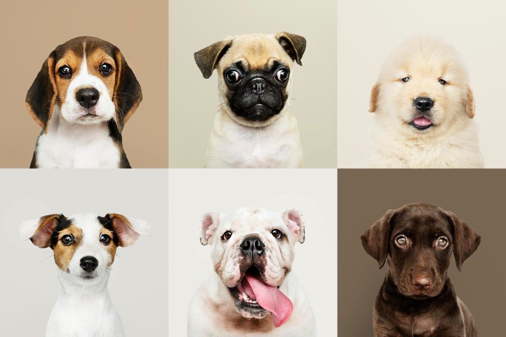 Você conhece um cachorro com um destes nomes? Veja os mais populares entre os brasileiros