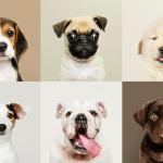 Você conhece um cachorro com um destes nomes? Veja os mais populares entre os brasileiros