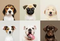 Você conhece um cachorro com um destes nomes? Veja os mais populares entre os brasileiros