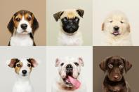 Você conhece um cachorro com um destes nomes? Veja os mais populares entre os brasileiros