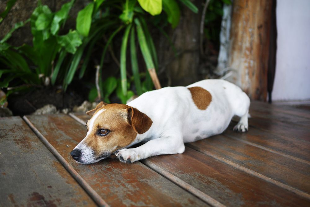 Cachorro cavando o chão antes de deitar? Entenda o hábito, que pode ter milhares de anos