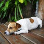 Cachorro cavando o chão antes de deitar? Entenda o hábito, que pode ter milhares de anos