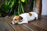 Cachorro cavando o chão antes de deitar? Entenda o hábito, que pode ter milhares de anos