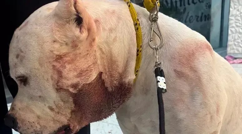 Pit bull enfrenta onça para proteger família e fica gravemente ferido