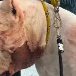 Pit bull enfrenta onça para proteger família e fica gravemente ferido