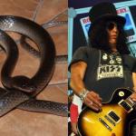 Cobra recém-descoberta recebe nome em homenagem a Slash, do Guns N’ Roses