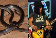 Cobra recém-descoberta recebe nome em homenagem a Slash, do Guns N’ Roses
