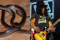 Cobra recém-descoberta recebe nome em homenagem a Slash, do Guns N’ Roses