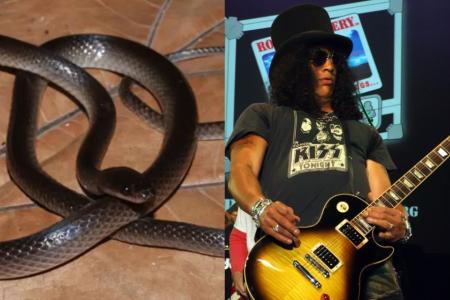 Cobra recém-descoberta recebe nome em homenagem a Slash, do Guns N’ Roses