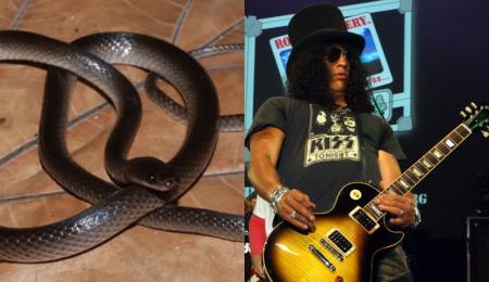 cobra slash guns roses
