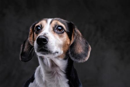 cachorro, cao